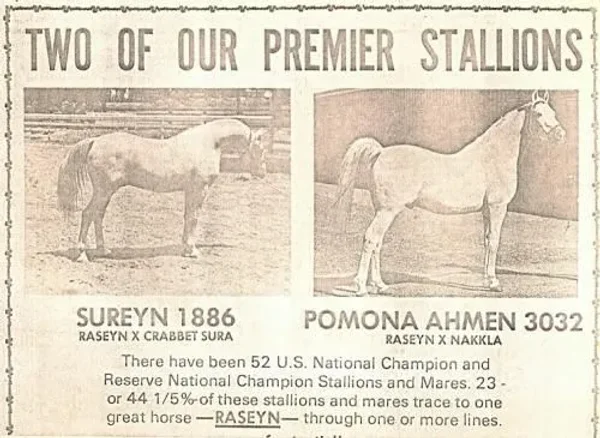 POMONA AHMEN