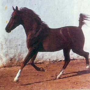 SACUDIR