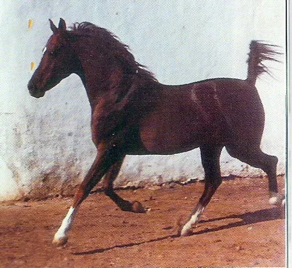 SACUDIR