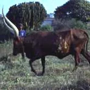 Ruzizi