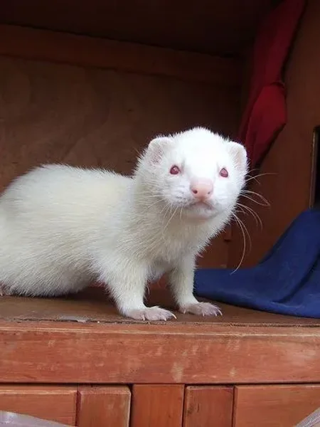 Frankenfurtra Falalli Ferret
