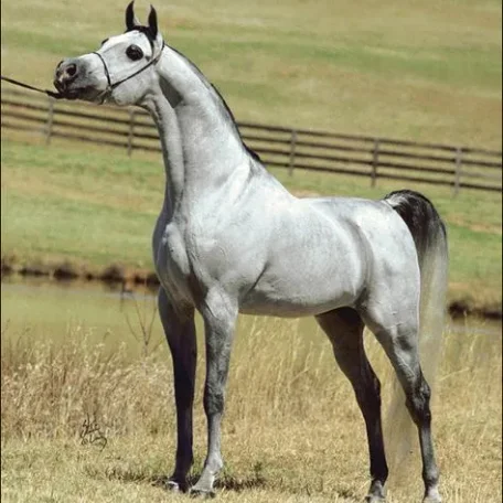 ABRAXAS HALIMAAR