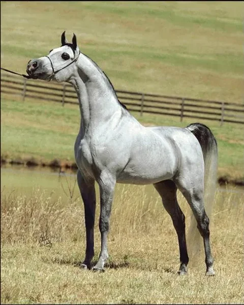 ABRAXAS HALIMAAR