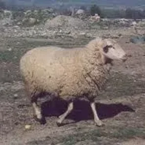 Ruda