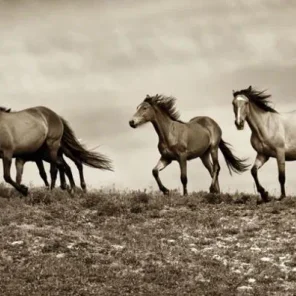 The Secret Lives of Horses 4 of 5 Part article
