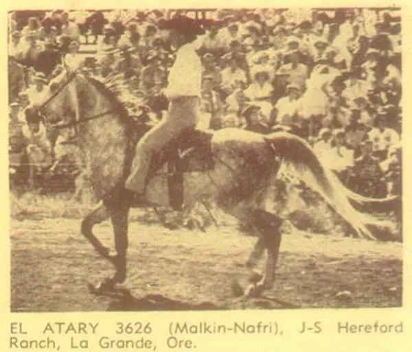 El Attary