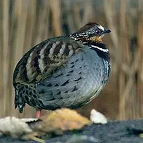 White-necklaced Partridge