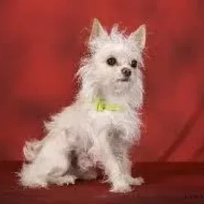 Malchi (Designer Dog)