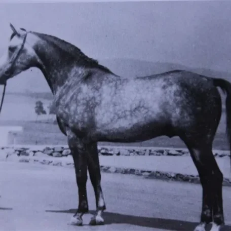 Courier (Raseyn x Sheherzade) grey stallion, foaled May 31, 1947bred by United States Government