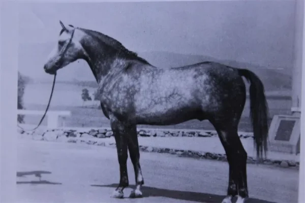 Courier