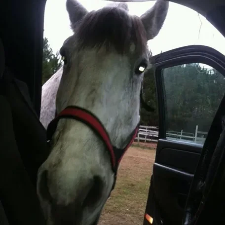 They said he could drive . But how do I get him in the truck