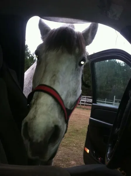 They said he could drive . But how do I get him in the truck