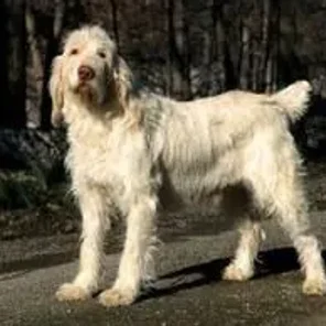Spinone Italiano