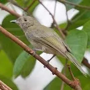 Pale-bellied Tyrant Manakin