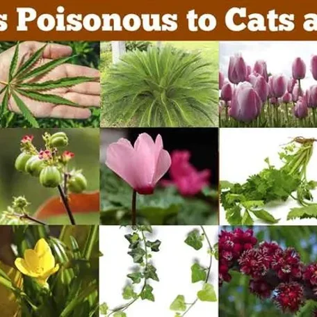 Poison and toxic plants to pets