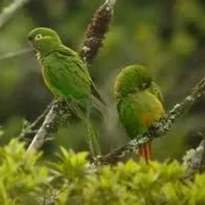 Golden-plumed Conure