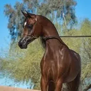 ROYAL ASAD