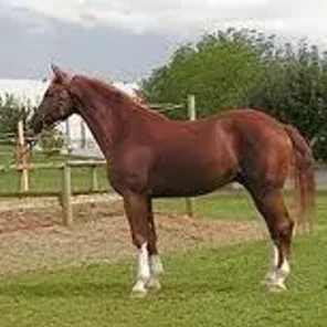 Westphalian