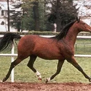 Ellorus