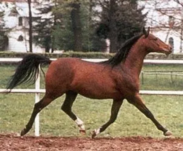 Ellorus