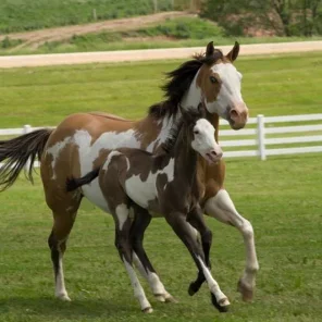 American Paint Horse