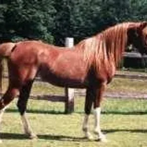 GF Roseanna