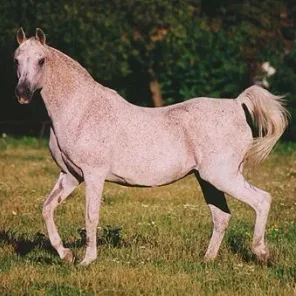 Pipi