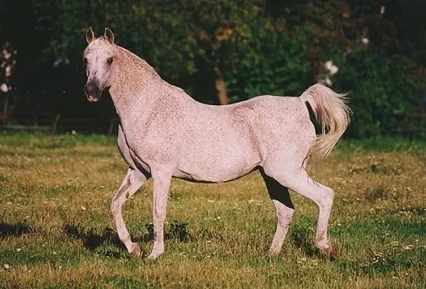 Pipi