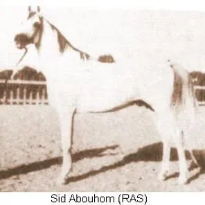 SID ABOUHOM