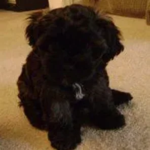 Oreo