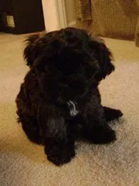 Oreo