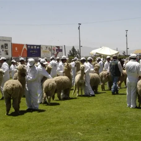 Alpaca Fiesta 2014