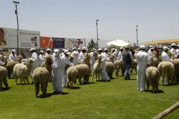 Asociación Internacional de la Alpaca