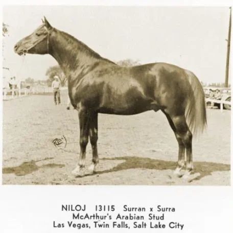 NILOJ