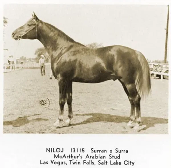 NILOJ