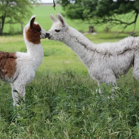 llama, suri