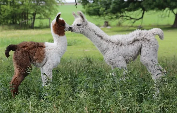 llama, suri