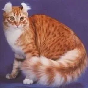 American Curl