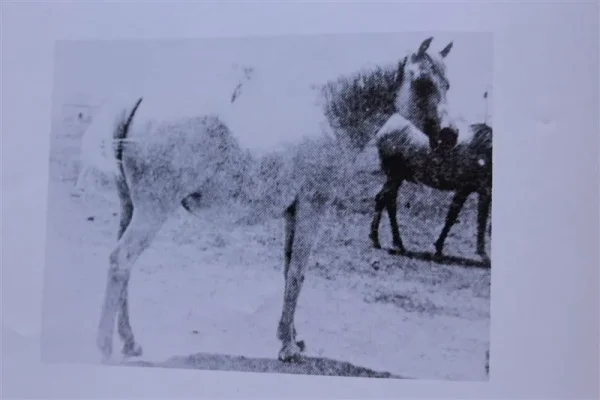 Fredkrika (Raseyn x Kadeja) grey mare, foaled March 26, 1947
bred by Blythe Williams