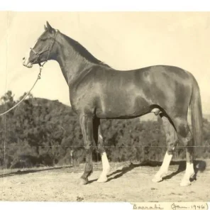 BAARABI