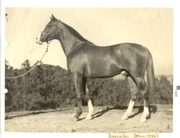 BAARABI