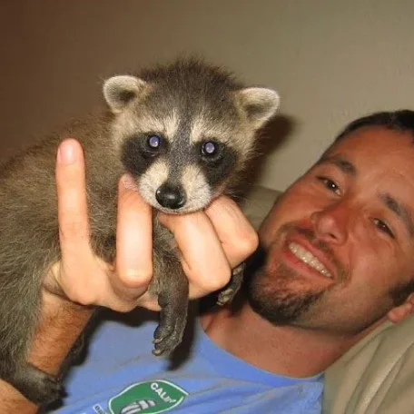 Not many people think of raccoons as pets, but they make great ones, if you're okay with their mischievous personality. Here's how to care for one!