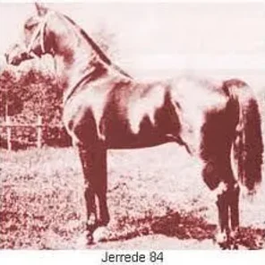 Jerrede