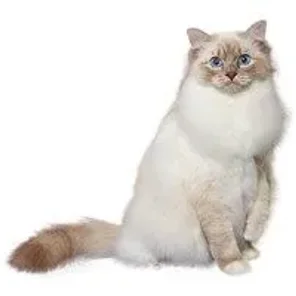 Calmest Cat Breeds