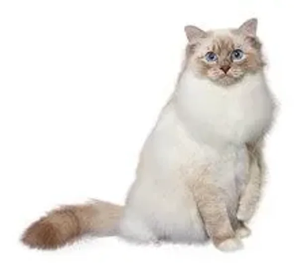 Calmest Cats
