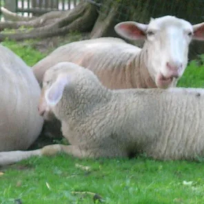 Leineschaf