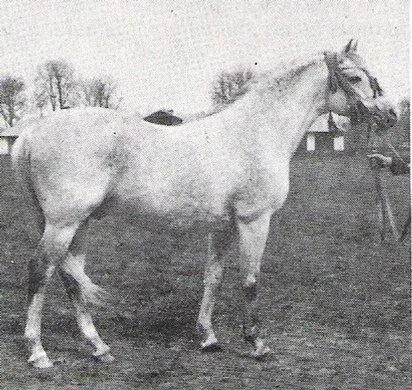 DOKTRYNER