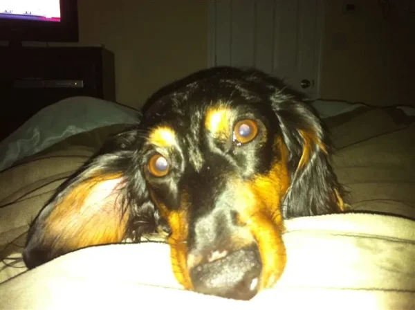 Rudy