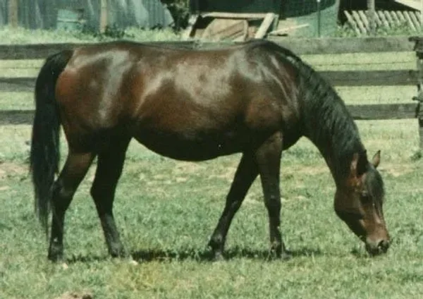 Beylenta