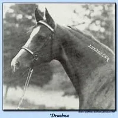 *DRUCHNA